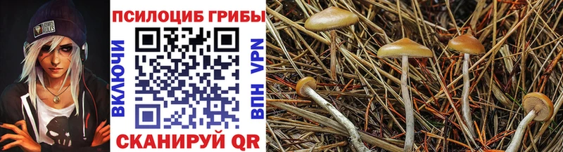 Псилоцибиновые грибы мицелий  Хилок 